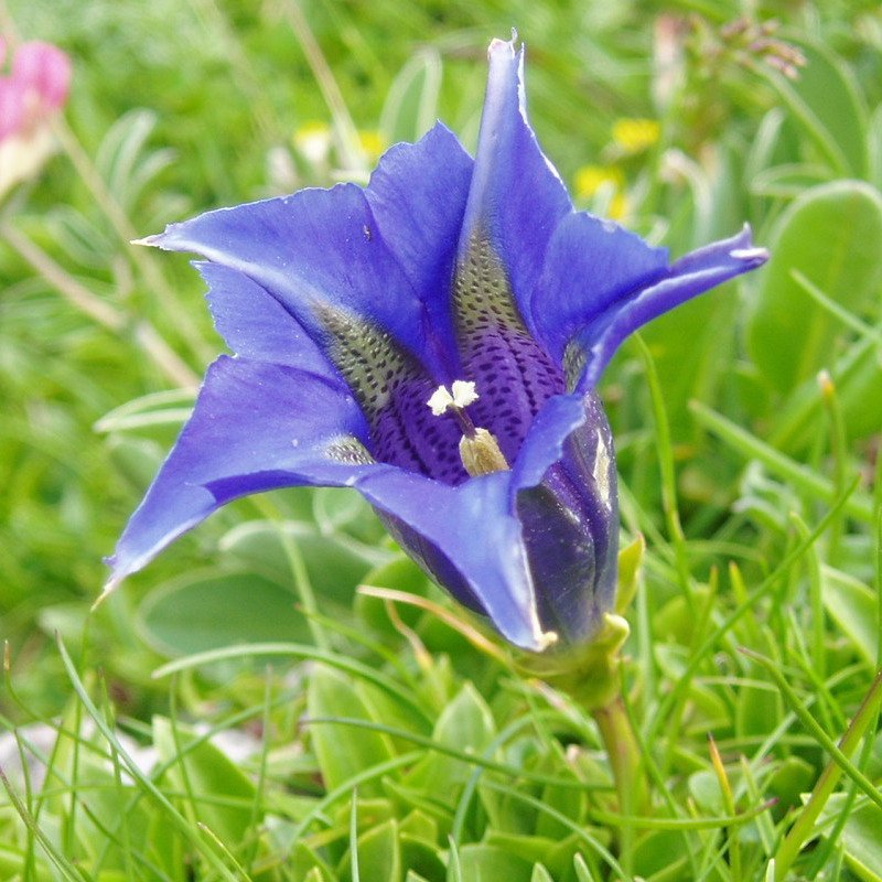 Gentiana generoko lore bat