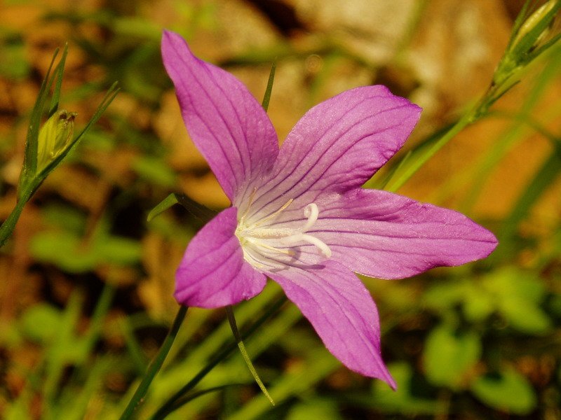 Campanula patula