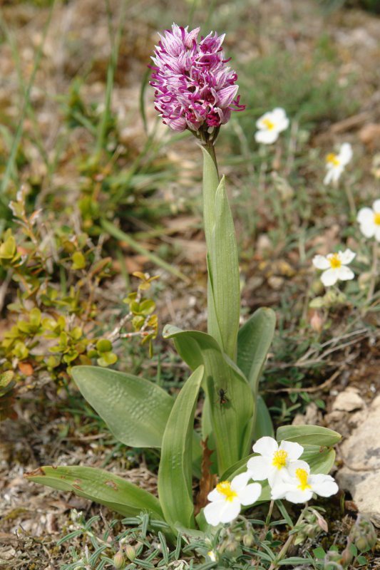 Orchis simia, landarea