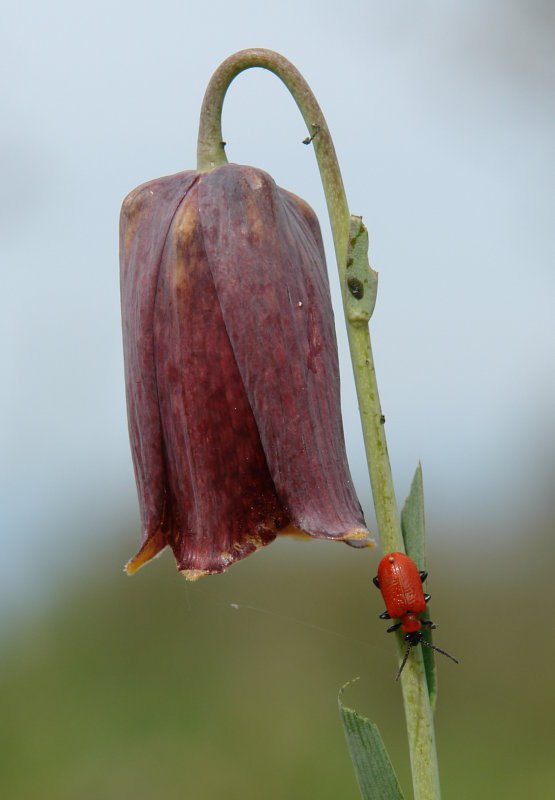 Fritillaria nigra, & cia