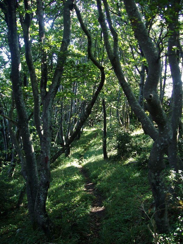 Bagadigorriko bidea basoan barrena