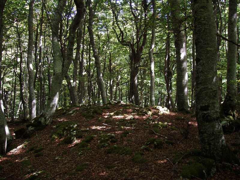 Guremendiko gailur oihantsua (1141m)