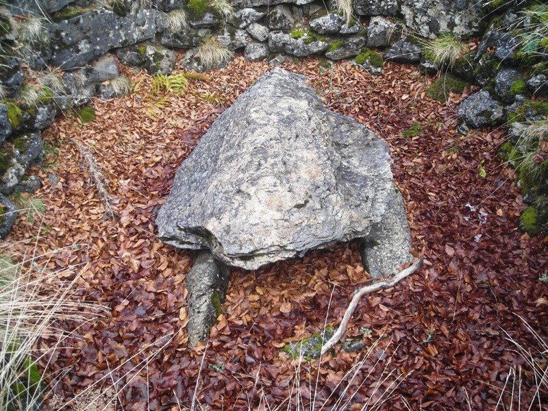 Bagargi  trikuharria