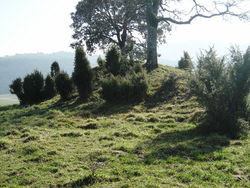 Laurimendi trikuharria