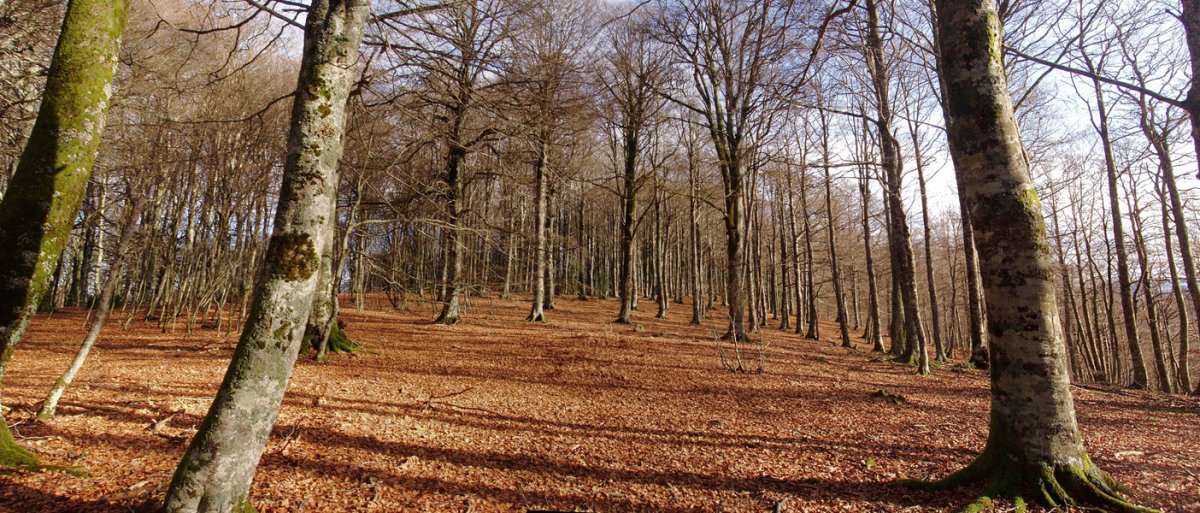 Gainaldea, iparraldeko gailurretik