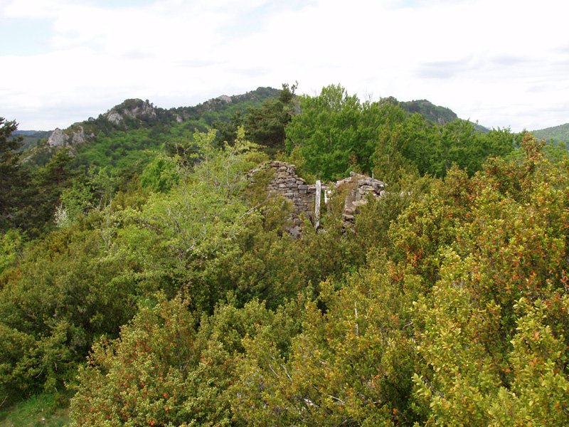 Santa Agedako baselizaren hondakinak, ezpelek irentsita