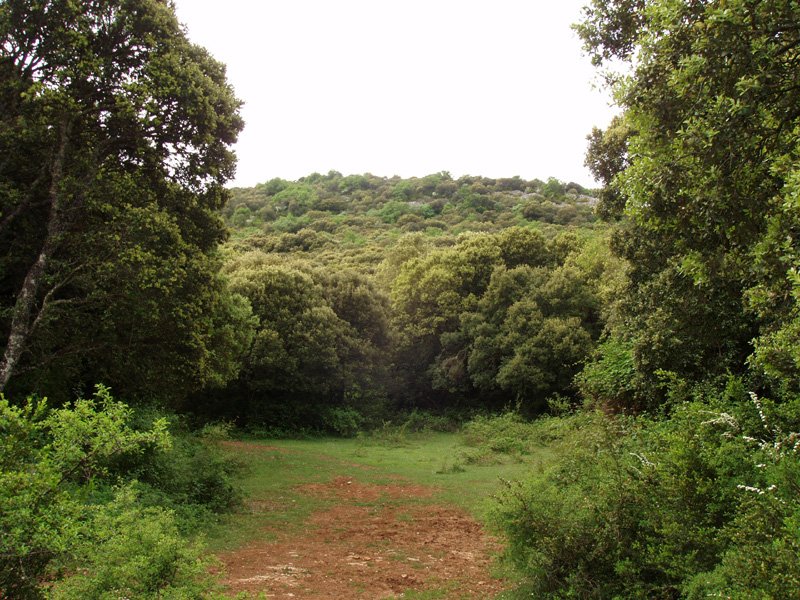 Oiakarizketa Txarakadia lepotik