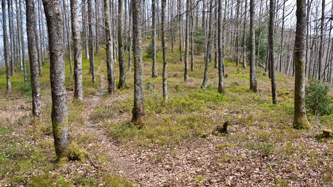 HMko bizkarreko bidea ariztian barrena