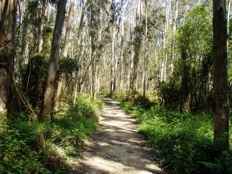 Mendi-bizkarreko bidea eukalipto artean