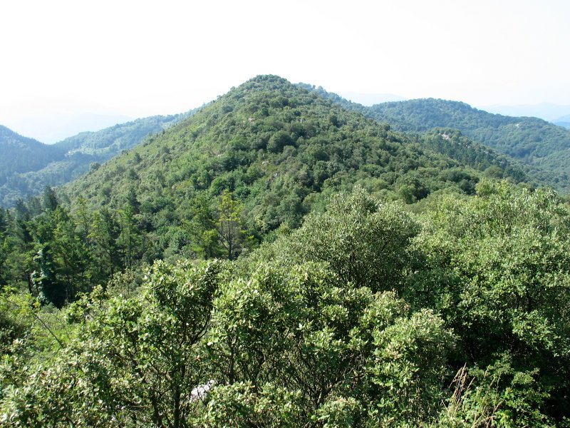 Gailurraren inguruko basoa