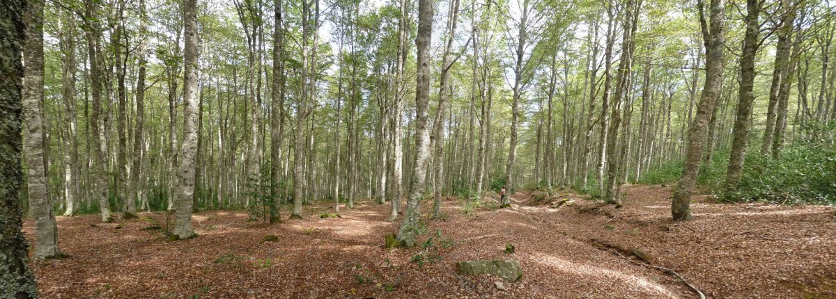 Aezkoargaingo basoan