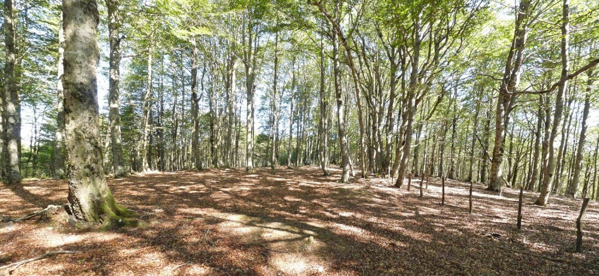 Pagadi garbiak Zotalarko hegoaldeko bizkarrean