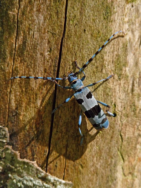 Zomorro ederra Zotalarko basoan