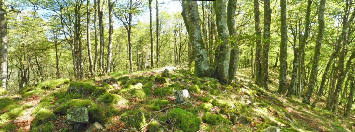 Lizartxipiko gailurra (1108m)