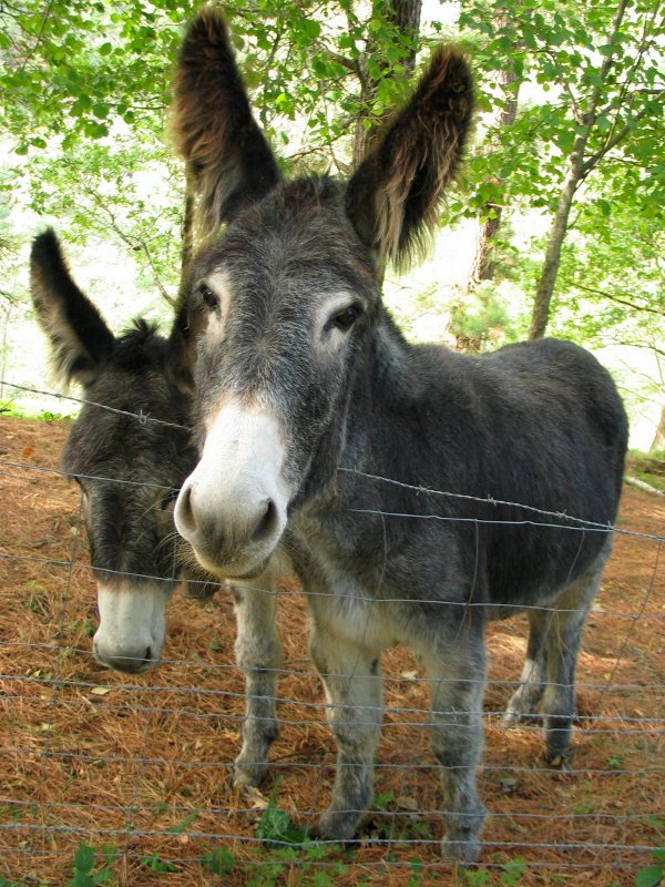 Astoak argazkirako prest, Aia aldean