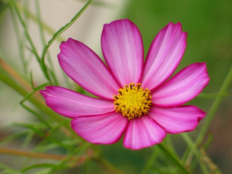 Lorea, Iturrarango lorategi botanikoan