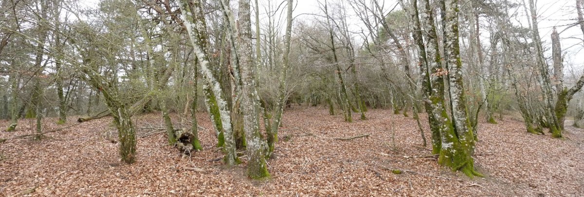 Basagaizko gailur itxia