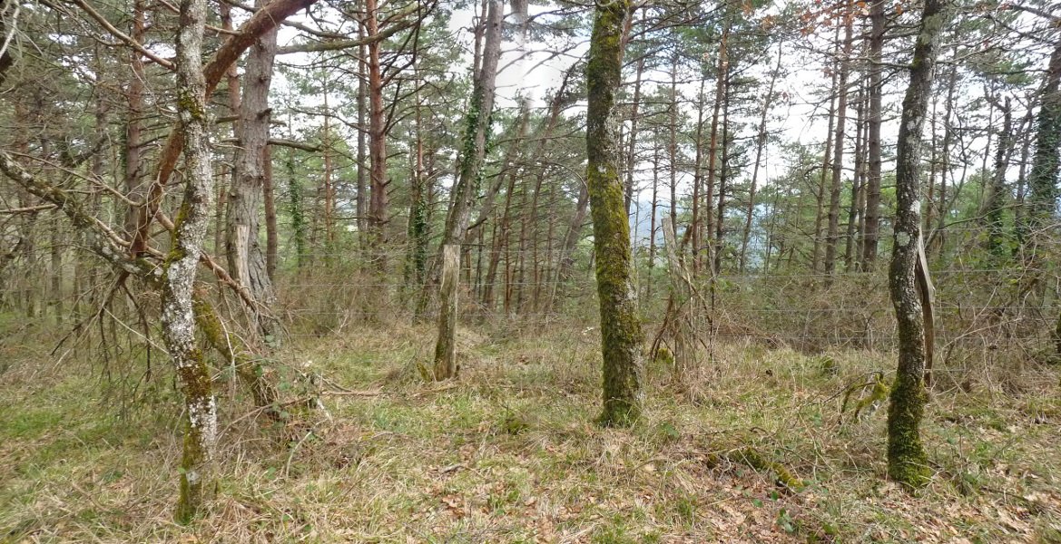 Astigardiko gailurra, bildumazaleentzat bakarrik