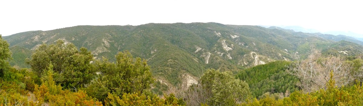 Zarikietako gain nagusiak Boyeraldik