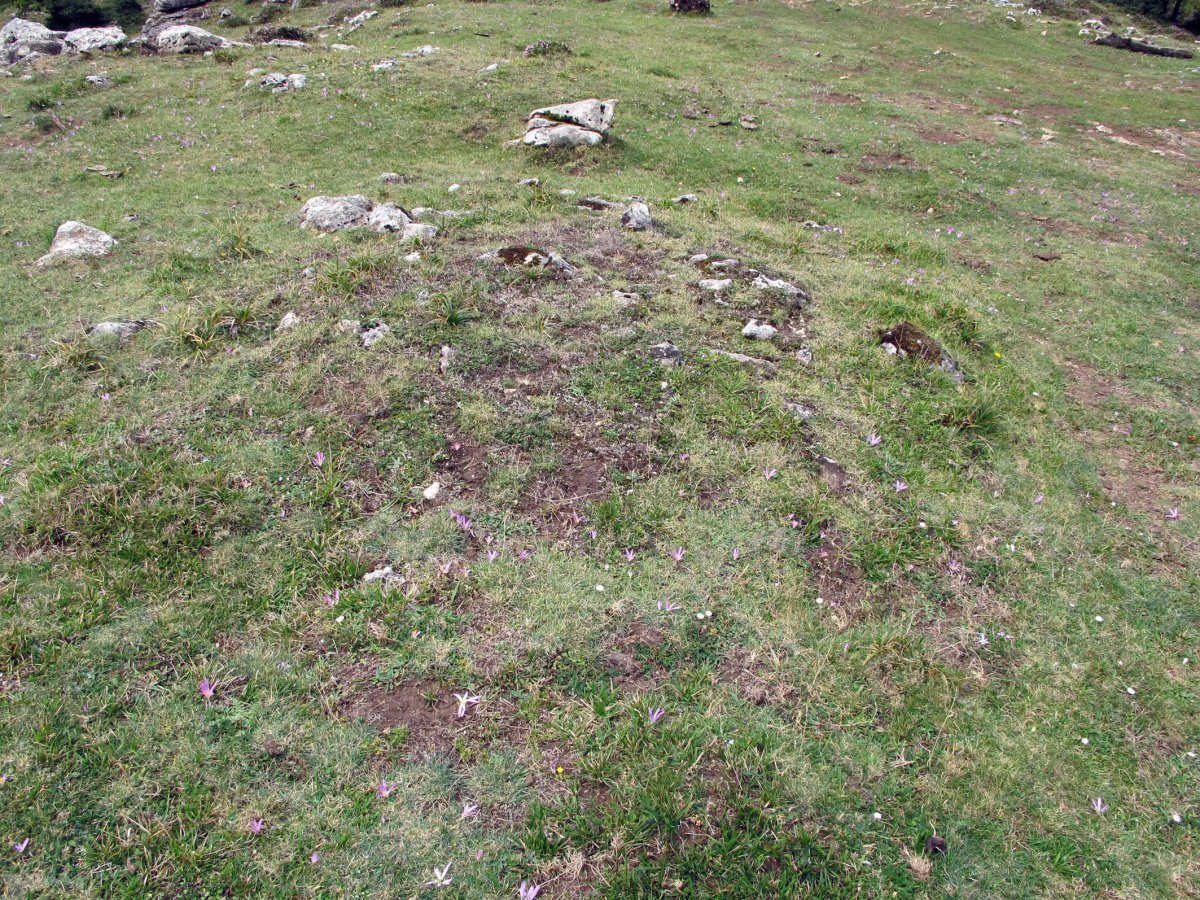 Txopordi ekialde eremu tumularra