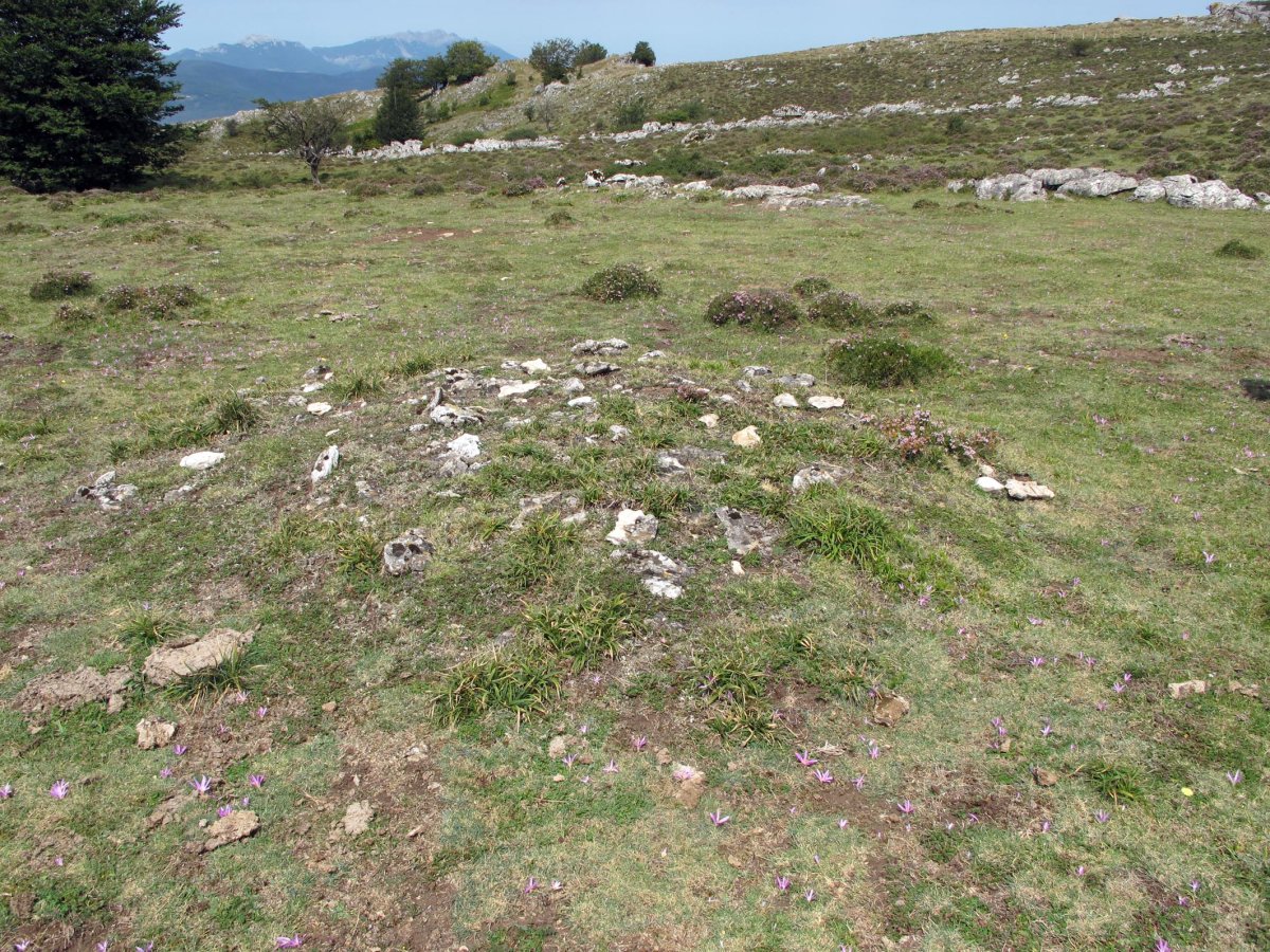 Txopordi mendebal eremu tumularra