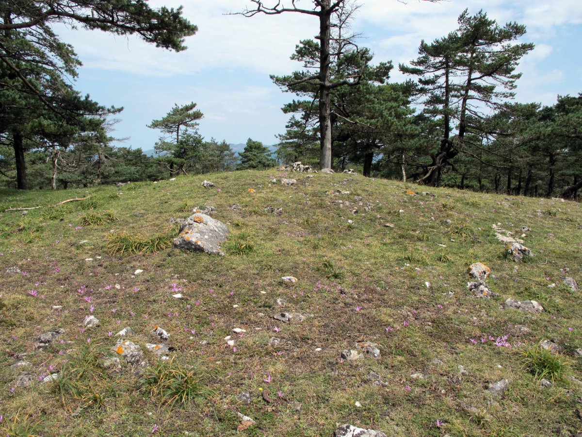 Santa Marina 1 ipar tumulua