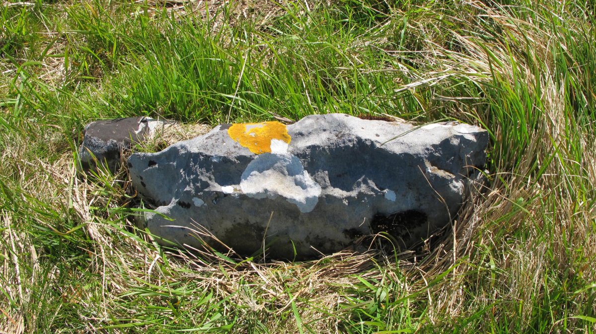 Olarteta trikuharria