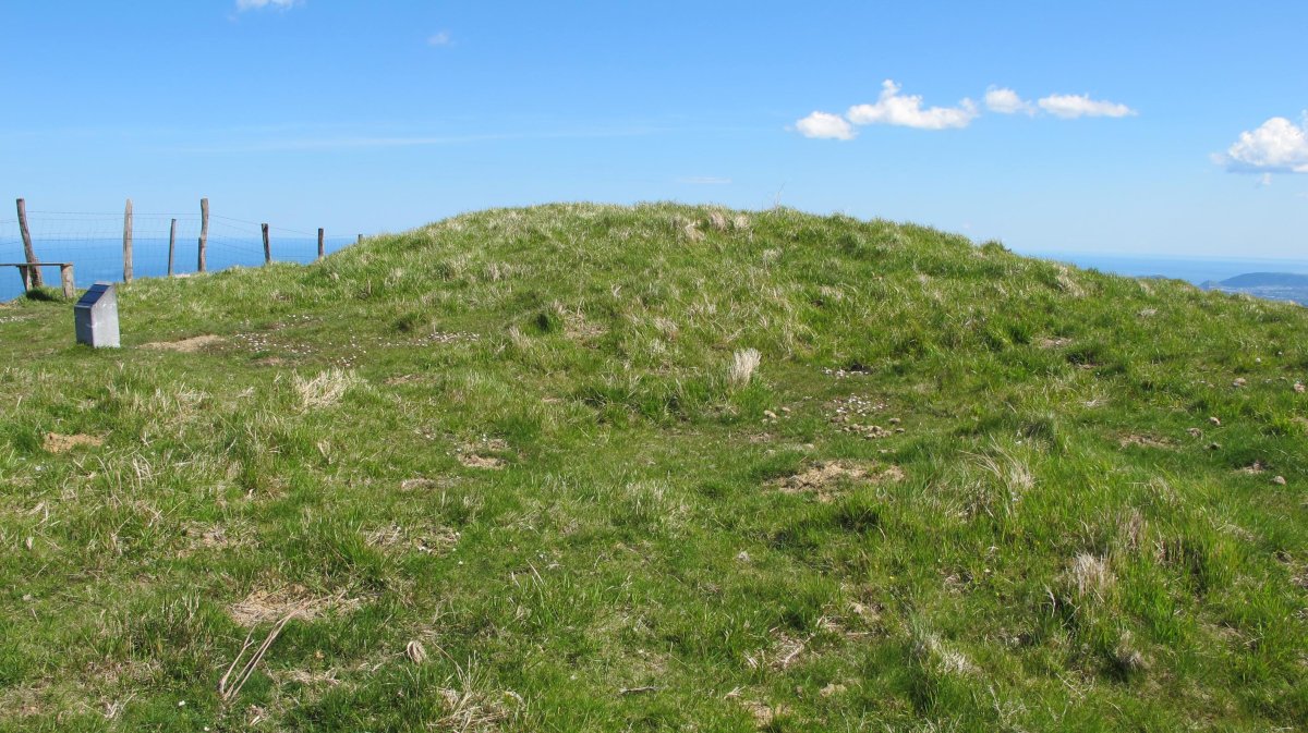 Olarteta trikuharria