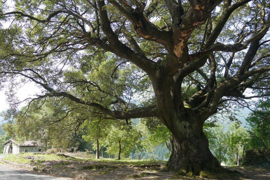 Arte ikusgarria Baltzola etxearen atarian, Zestoa