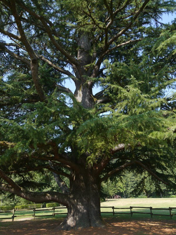 Bertziko zedroa, Oieregi