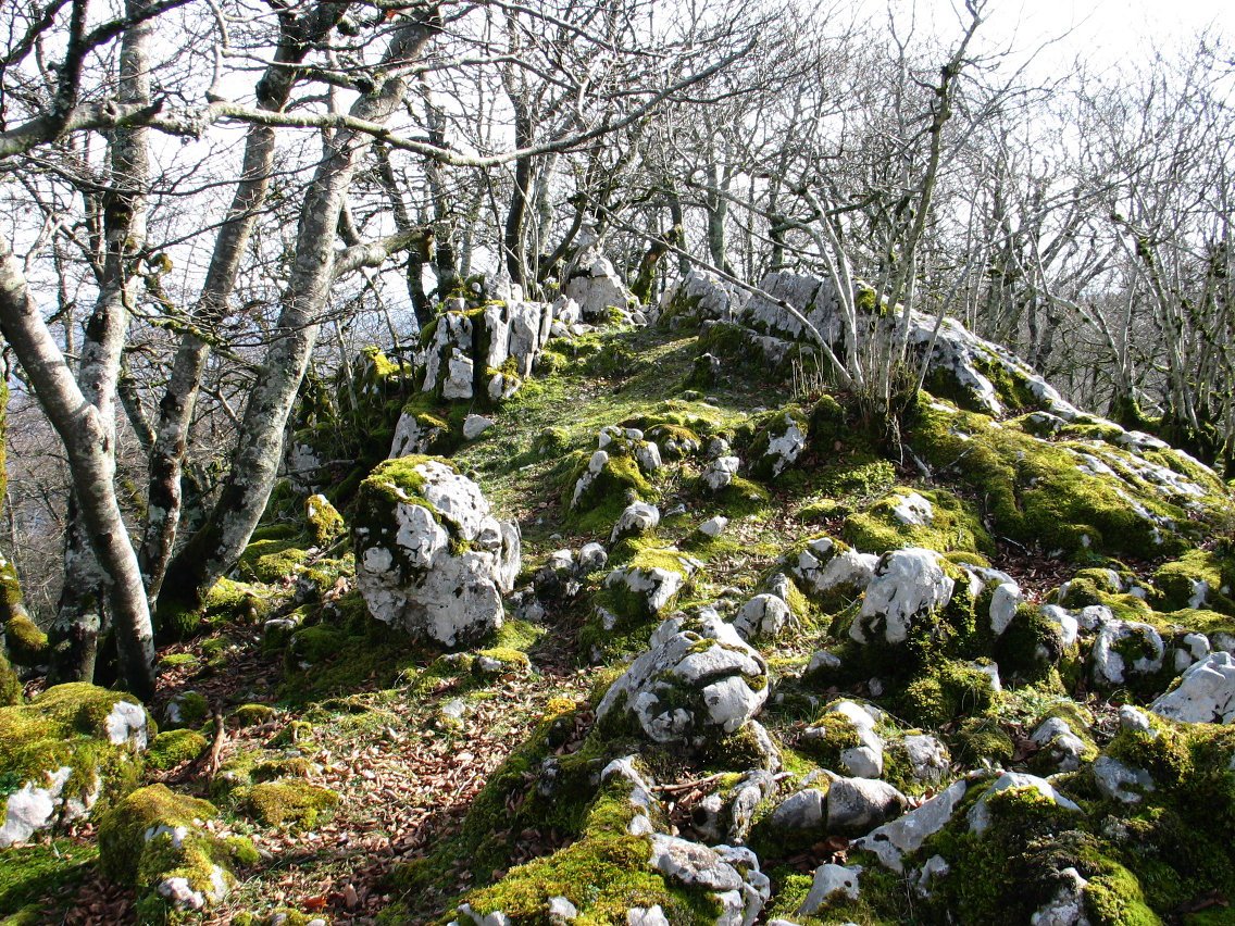 Alitzako malkorraren tontorra