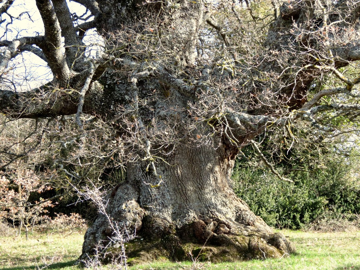 Quercus humilis
