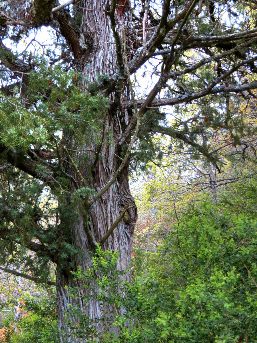 Juniperus oxycedrus L.