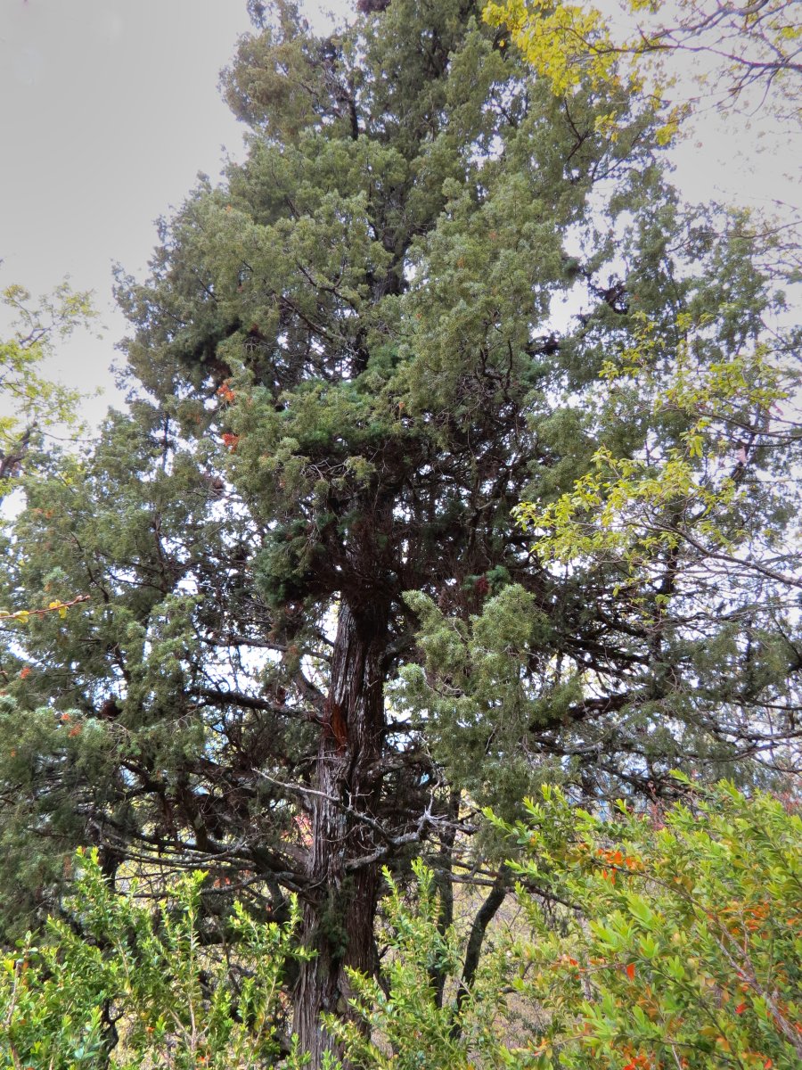 Juniperus oxycedrus L.
