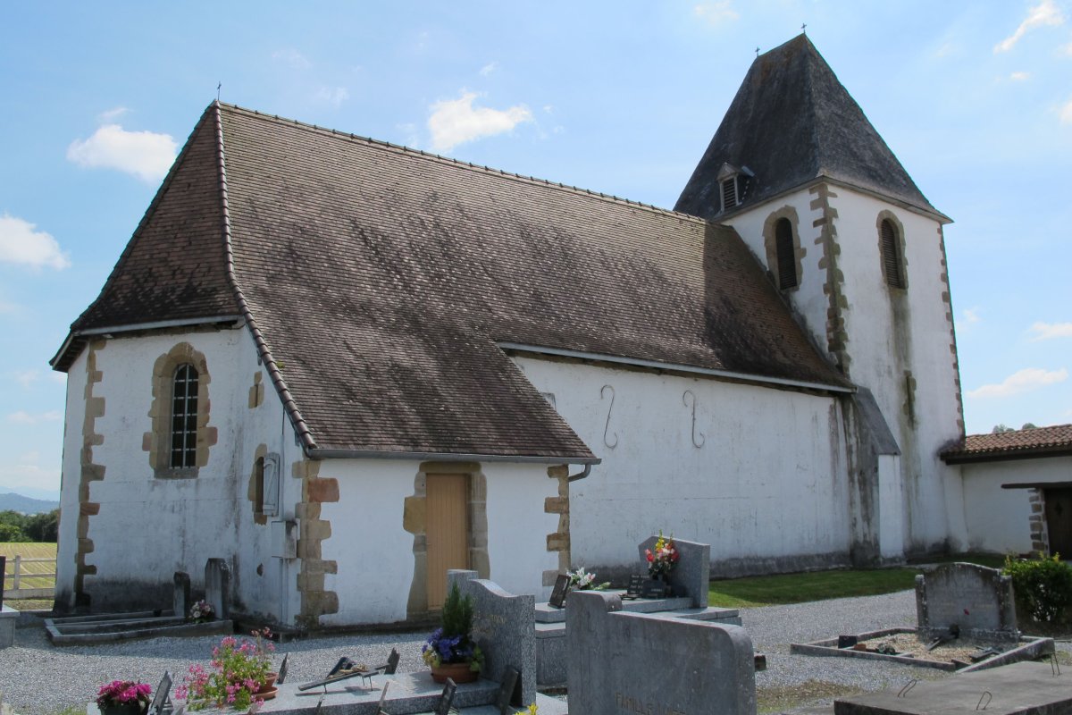 Ascension eliza, Gamue