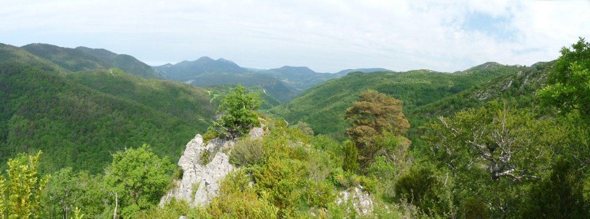 Mendibeltzeko gandorra