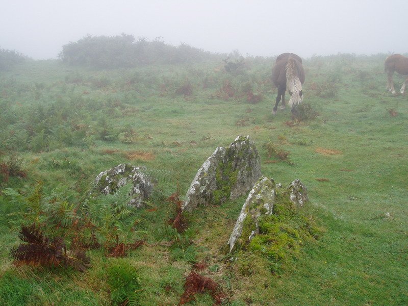Kalamua 2 trikuharria