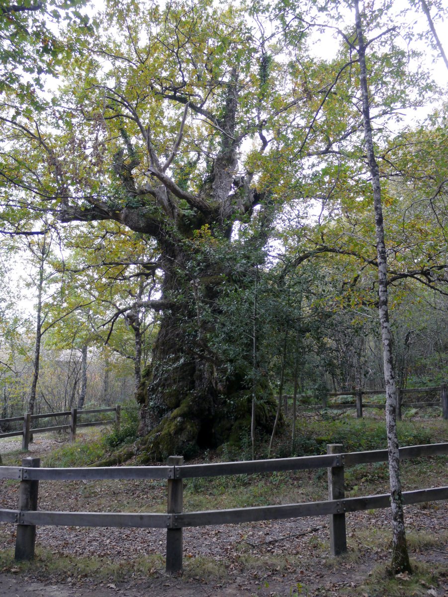 Jauntsarasko haritza