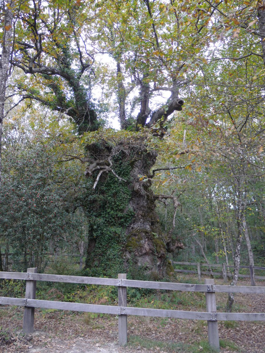 Jauntsarasko haritza