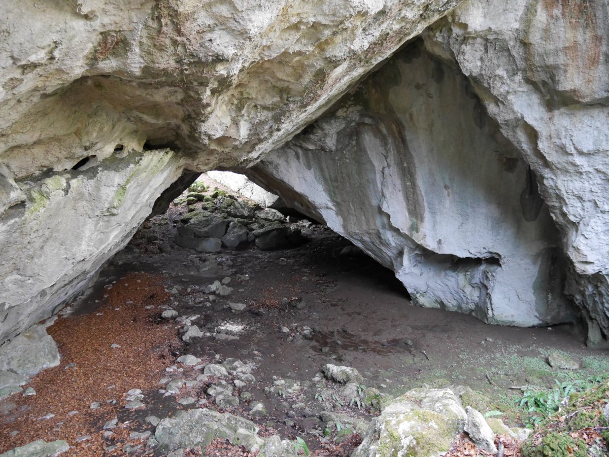 Otsoita koba, Aralar