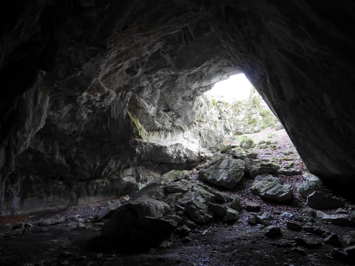 Otsoita koba, Aralar