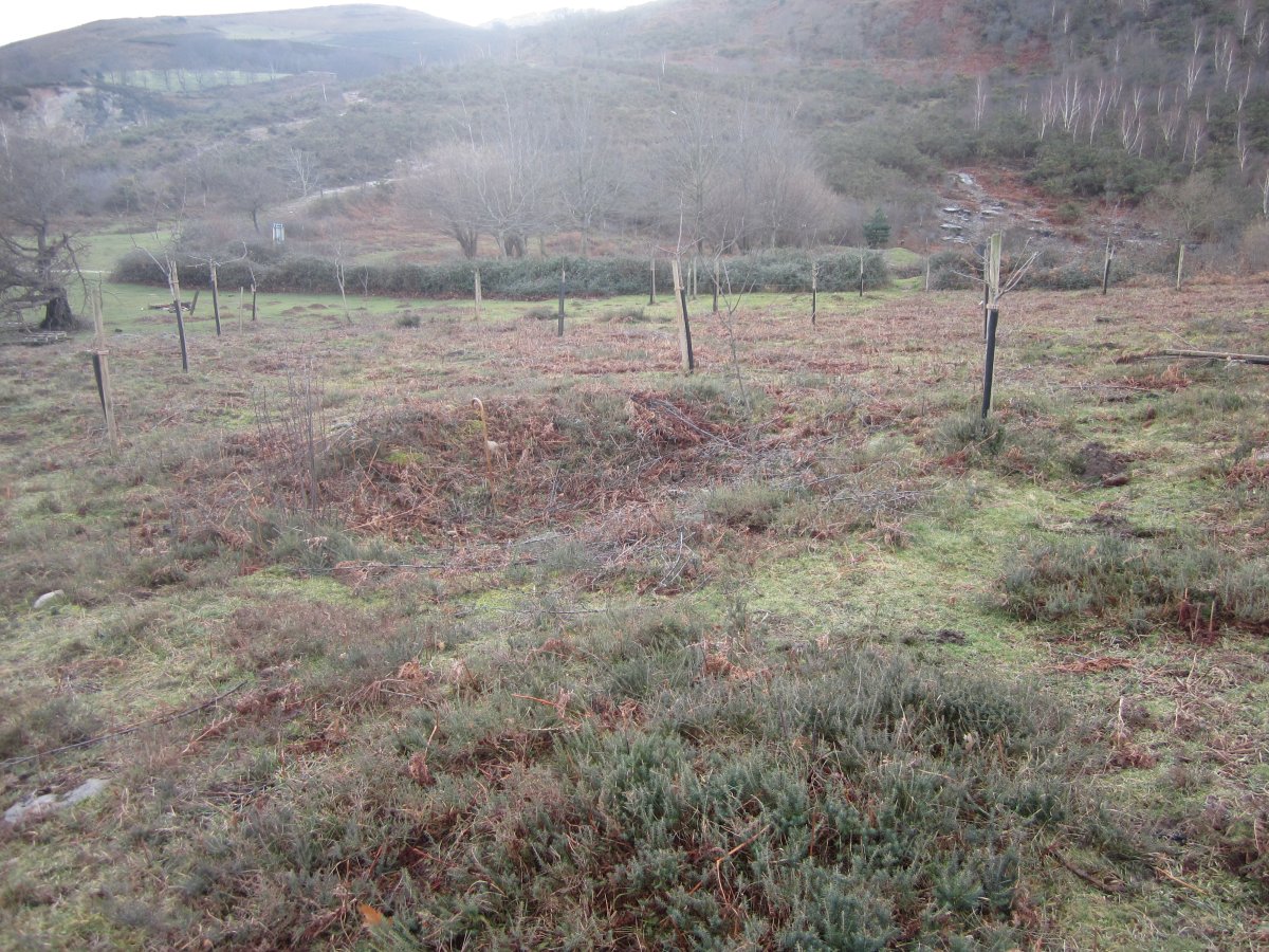 Cromlech La Plana ( Febrero 2014)