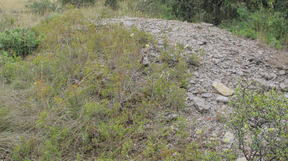 Larras II tumulua 10, Zigoitia