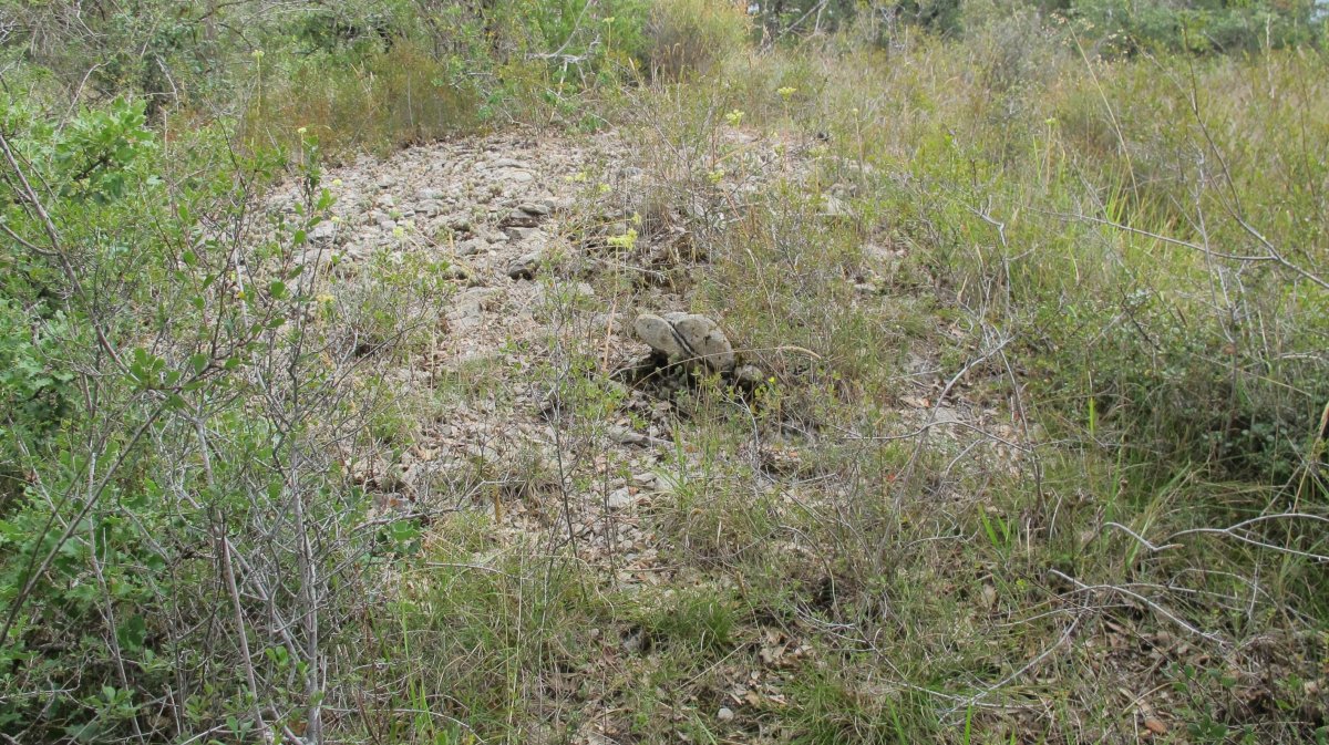 Larras II tumulua 8, Zigoitia