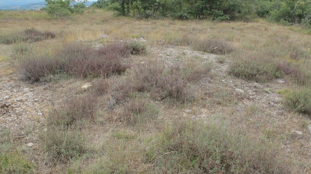 Larras II tumulua 4, Zigoitia