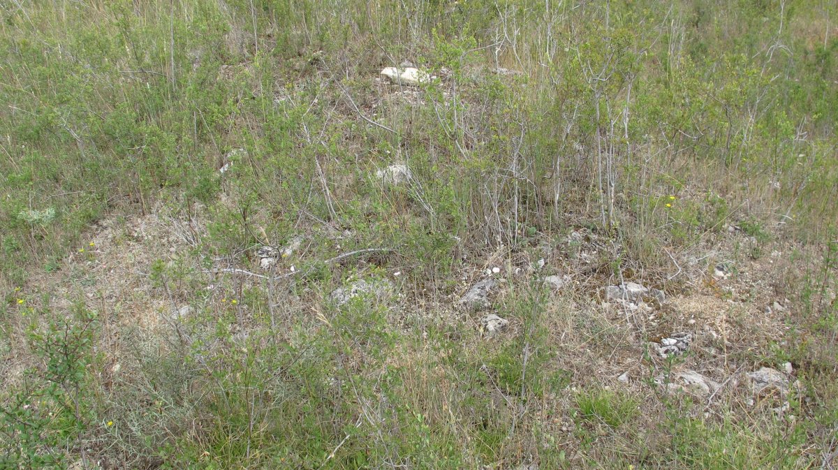 Larras I tumulua 5, Zigoitia