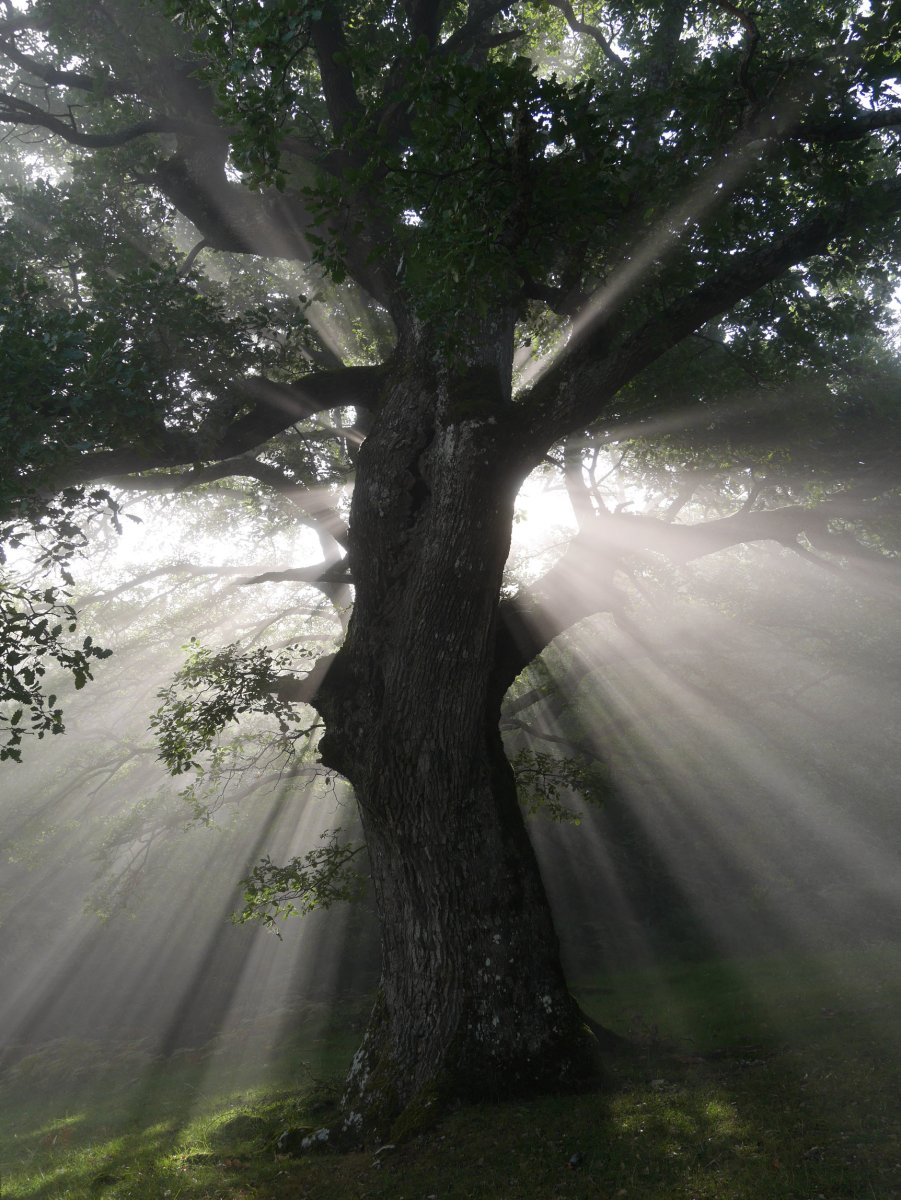 Eguzkia aritz zaharraren atzetik
