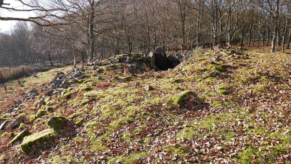 Akolako Lepoa 1 trikuharria