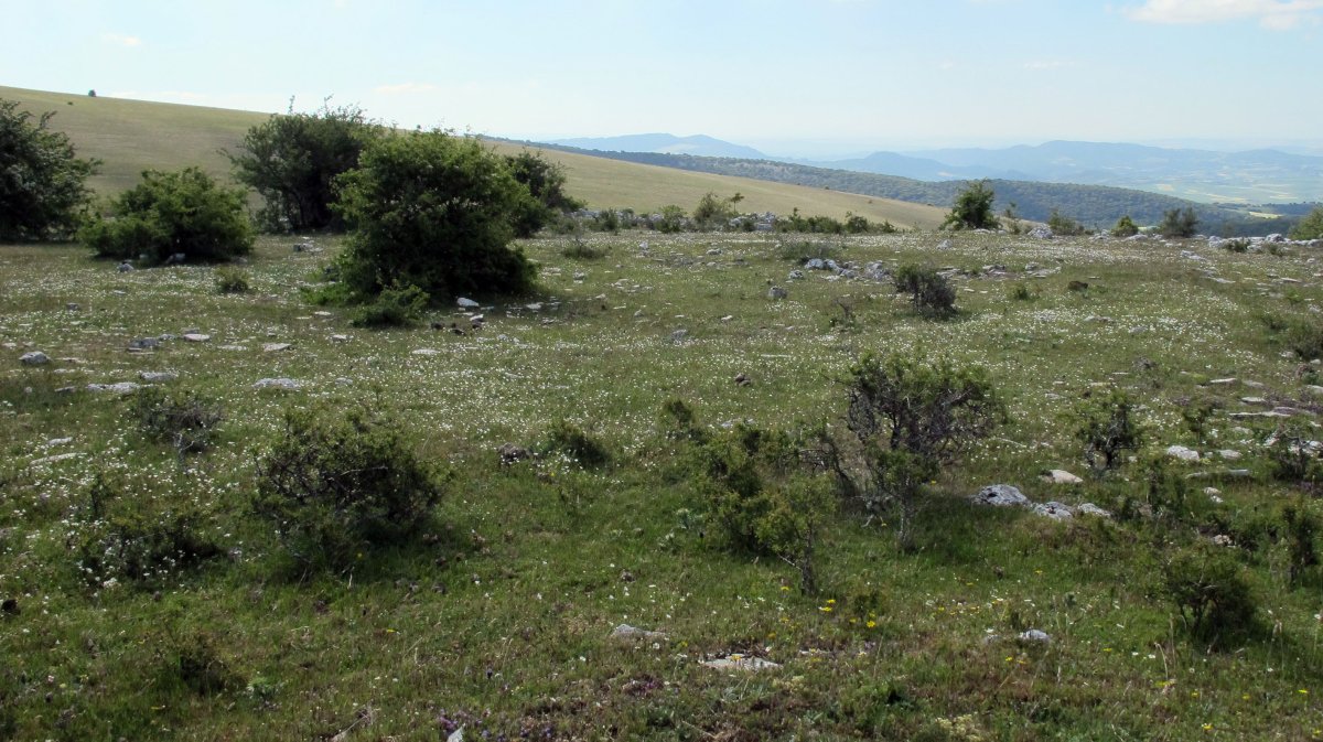 San Kristobal eraztun-tumulua, Lezaun