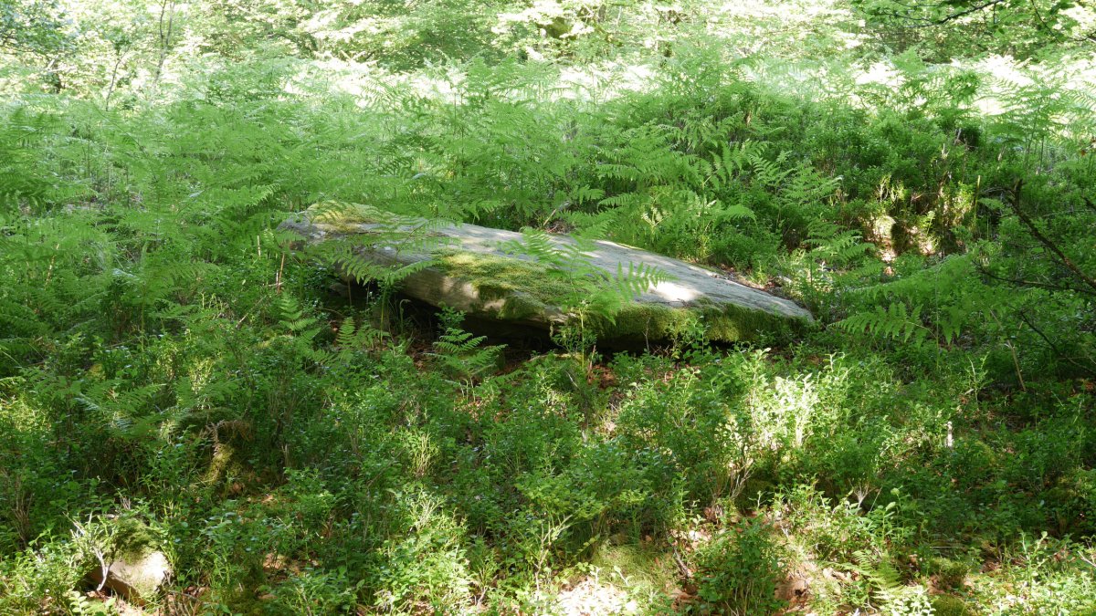 Zelaiaundi trikuharria